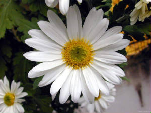 flor.jpg